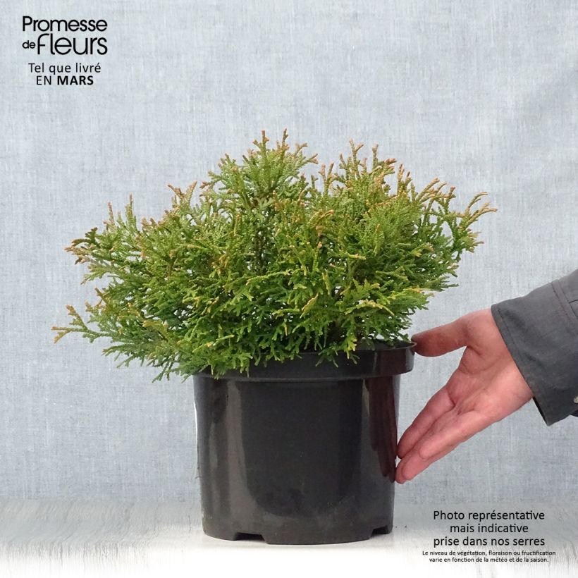 Thujopsis dolobrata Nana - Hiba Maceta 4L/5L Ejemplar entregado en la primavera