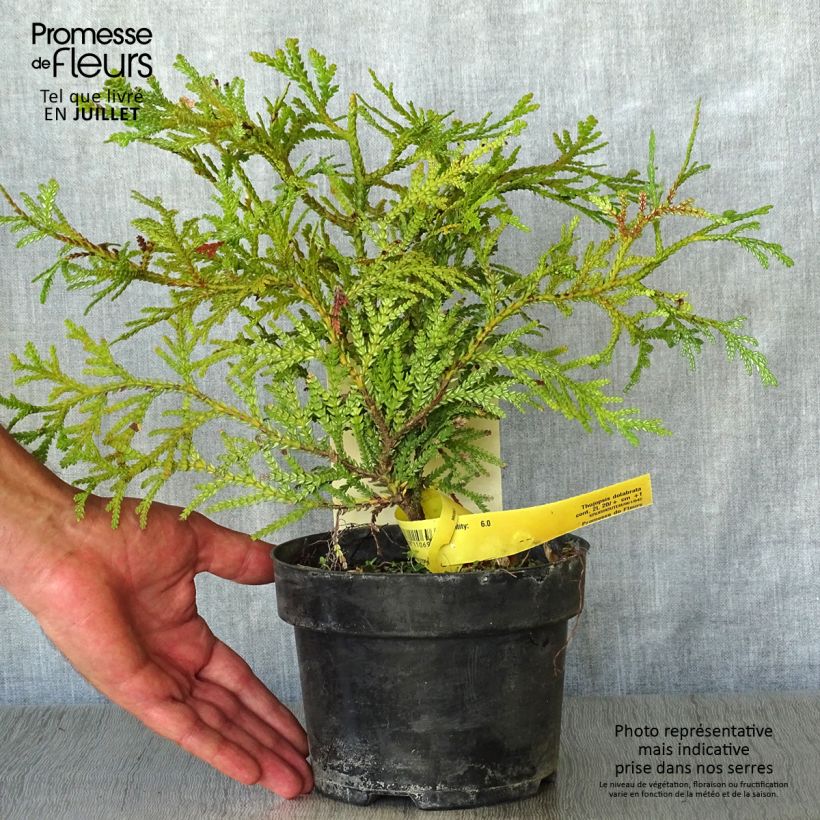 Ejemplar de Thujopsis dolobrata - Hiba Maceta 2L/3L entregado en verano