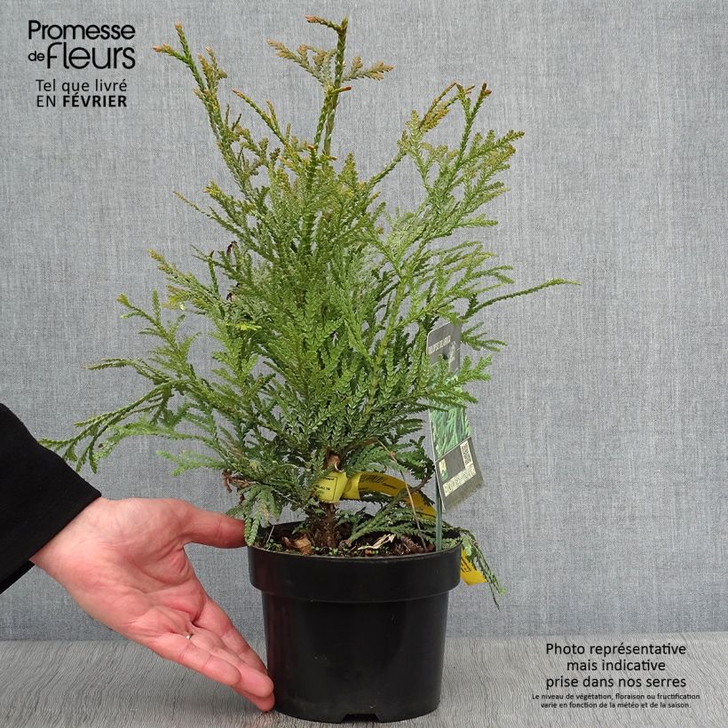 Thujopsis dolobrata - Hiba Maceta 2L/3L Ejemplar entregado en invierno