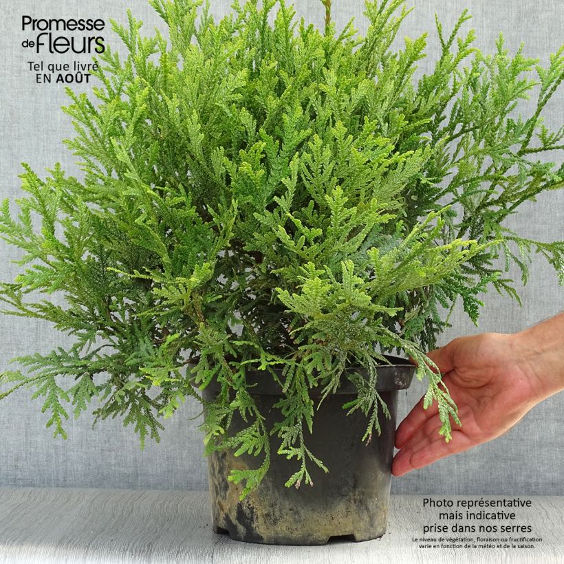 Ejemplar de Thujopsis dolobrata - Hiba Maceta 4L/5L entregado en verano