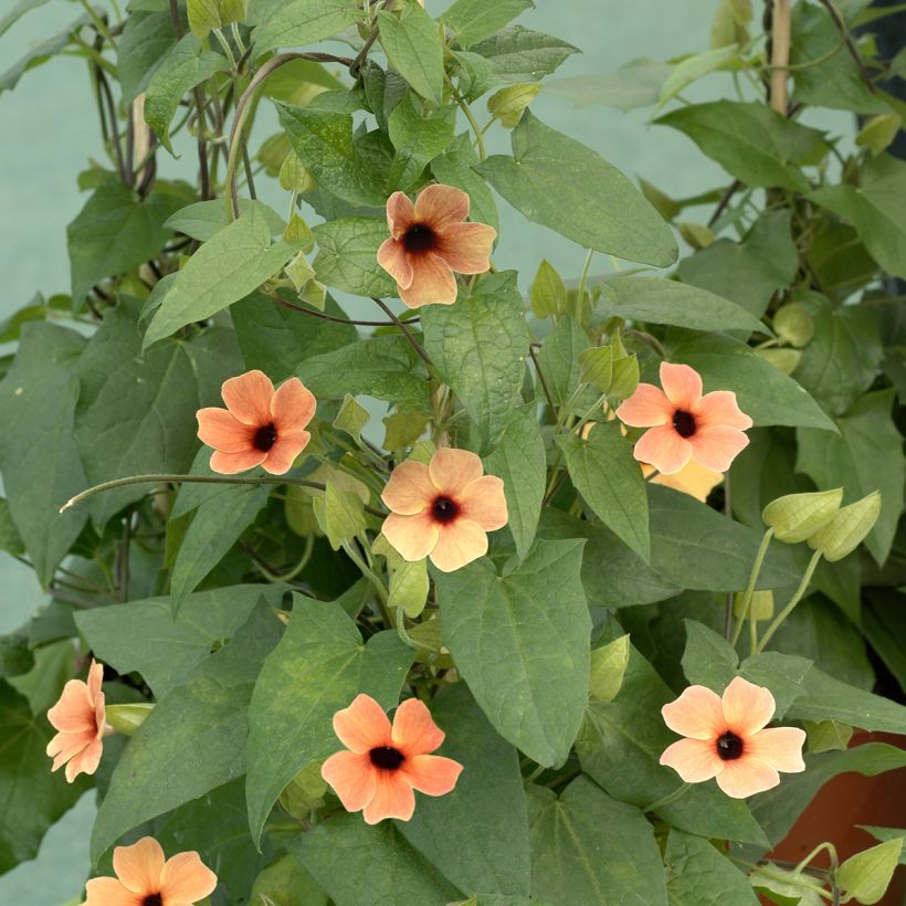Thunbergia African Sunset (Porte)