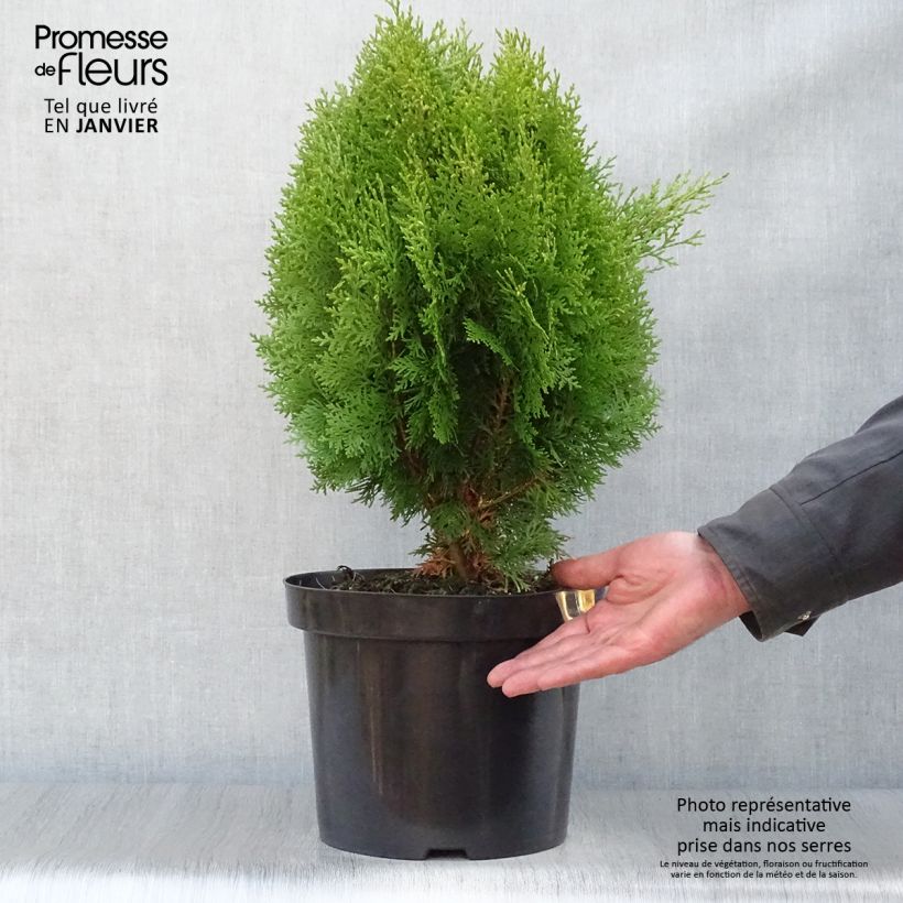 Platycladus orientalis Aurea Nana - Árbol de la vida Maceta 7,5L/10L Ejemplar entregado en invierno