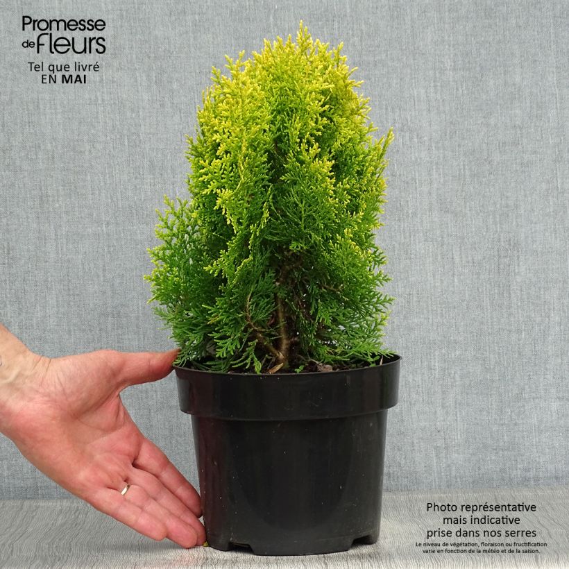 Platycladus orientalis Aurea Nana - Árbol de la vida Maceta 2L/3L Ejemplar entregado en la primavera