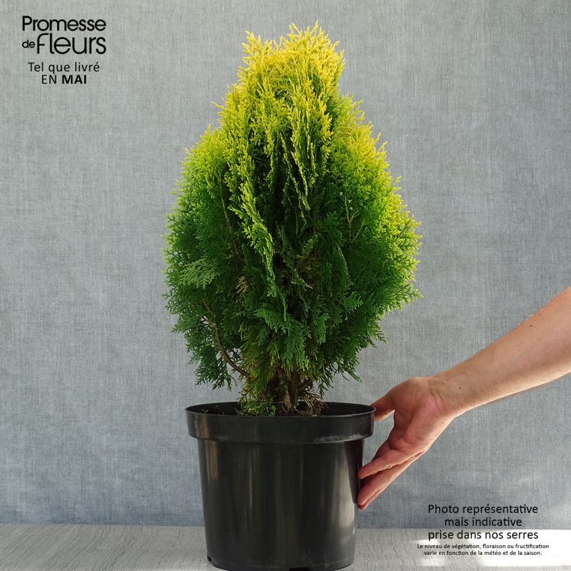 Platycladus orientalis Aurea Nana - Árbol de la vida Maceta 7,5L/10L Ejemplar entregado en la primavera