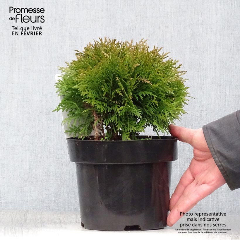 Tuya occidental Danica Maceta 2L/3L Ejemplar entregado en invierno