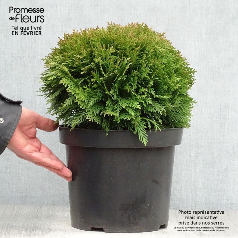 Tuya occidental Danica Maceta 7,5L/10L Ejemplar entregado en invierno