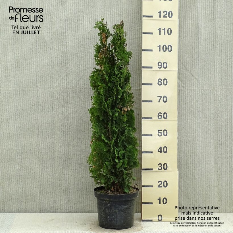 Ejemplar de Tuya occidental Degroots Spire Maceta 7,5L/10L entregado en verano