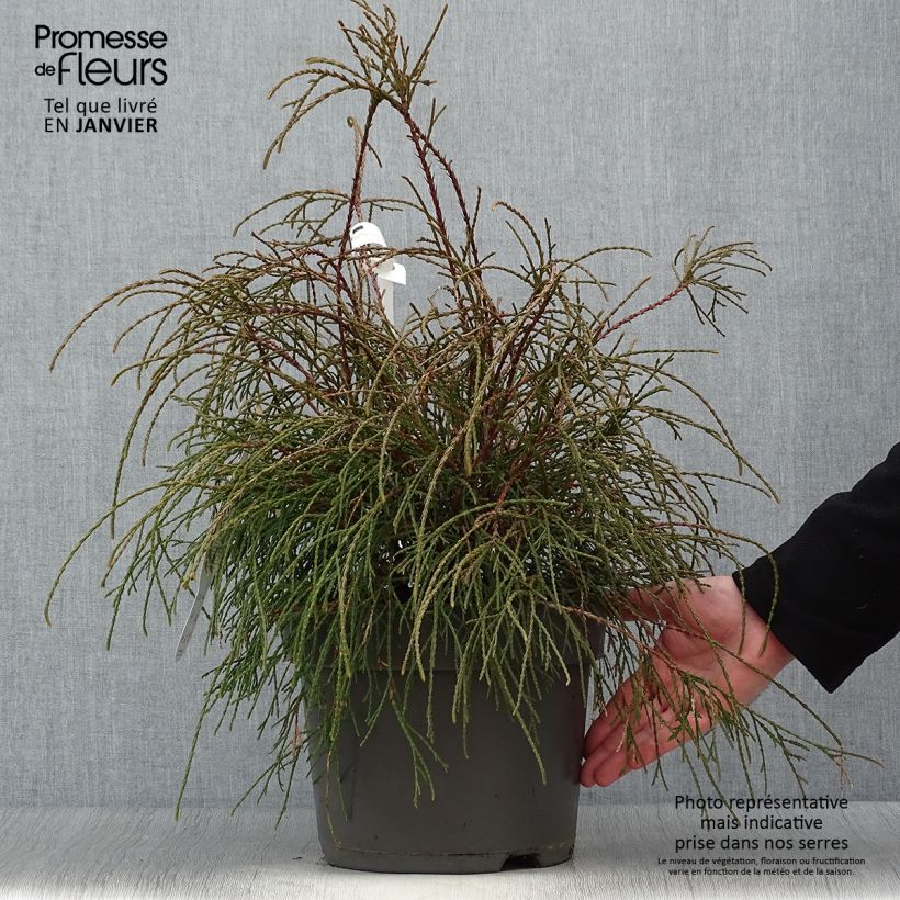 Tuya occidental Filiformis Maceta 7,5L/10L Ejemplar entregado en invierno