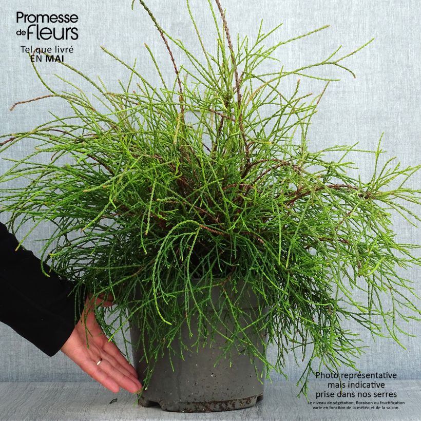 Tuya occidental Filiformis Maceta 7,5L/10L Ejemplar entregado en la primavera