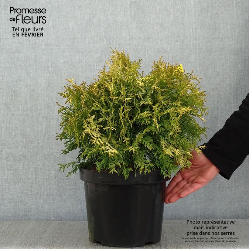 Tuya occidental Golden Globe Maceta 7,5L/10L Ejemplar entregado en invierno