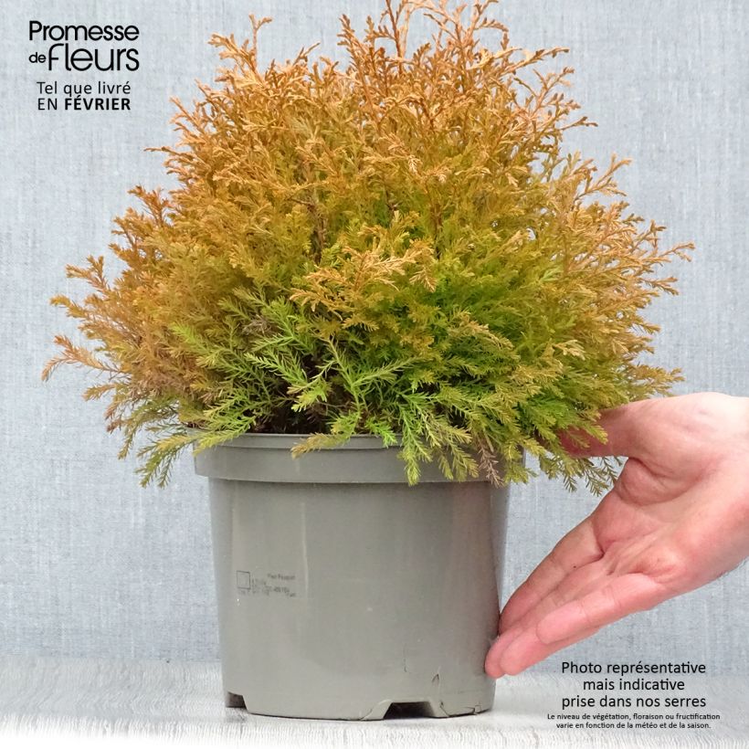 Tuya occidental Rheingold Maceta 2L/3L Ejemplar entregado en invierno