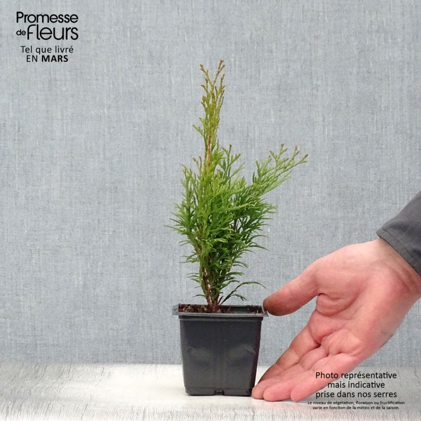 Tuya occidental Smaragd Maceta de 8/9 cm Ejemplar entregado en la primavera