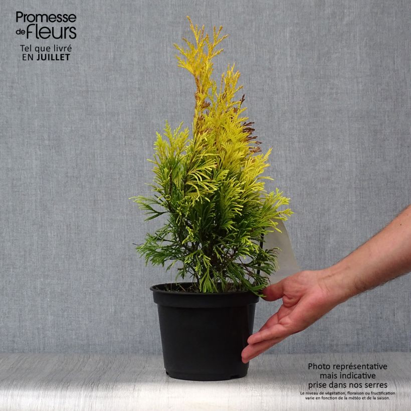 Ejemplar de Thuja plicata 4 Ever Goldy Maceta 2L/3L entregado en verano
