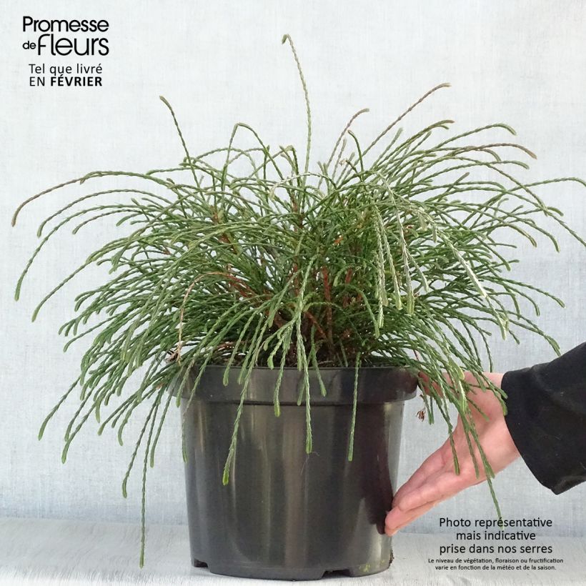 Thuja plicata Whipcord Maceta 7,5L/10L Ejemplar entregado en invierno