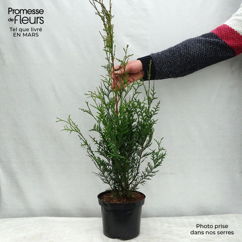Thuja plicata Atrovirens Maceta 2L/3L Ejemplar entregado en la primavera