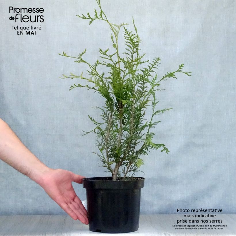 Thuja plicata Atrovirens Maceta 4L/5L Ejemplar entregado en la primavera