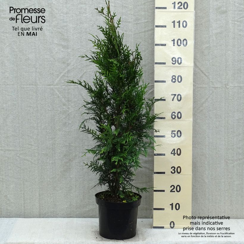 Thuja plicata Atrovirens Maceta 6L/7L Ejemplar entregado en la primavera
