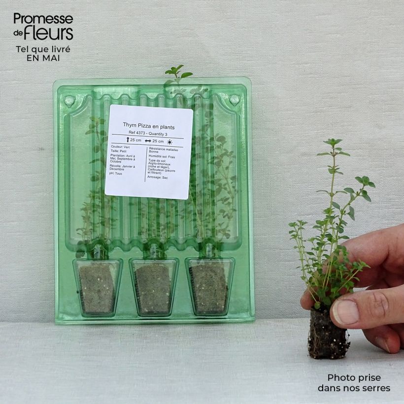 Tomillo Pizza minicepellón: Ø 1,5/2,5 cm Ejemplar entregado en la primavera