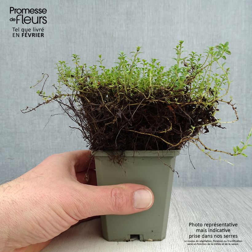 Tomillo limón Aureus Maceta de 8/9 cm Ejemplar entregado en invierno