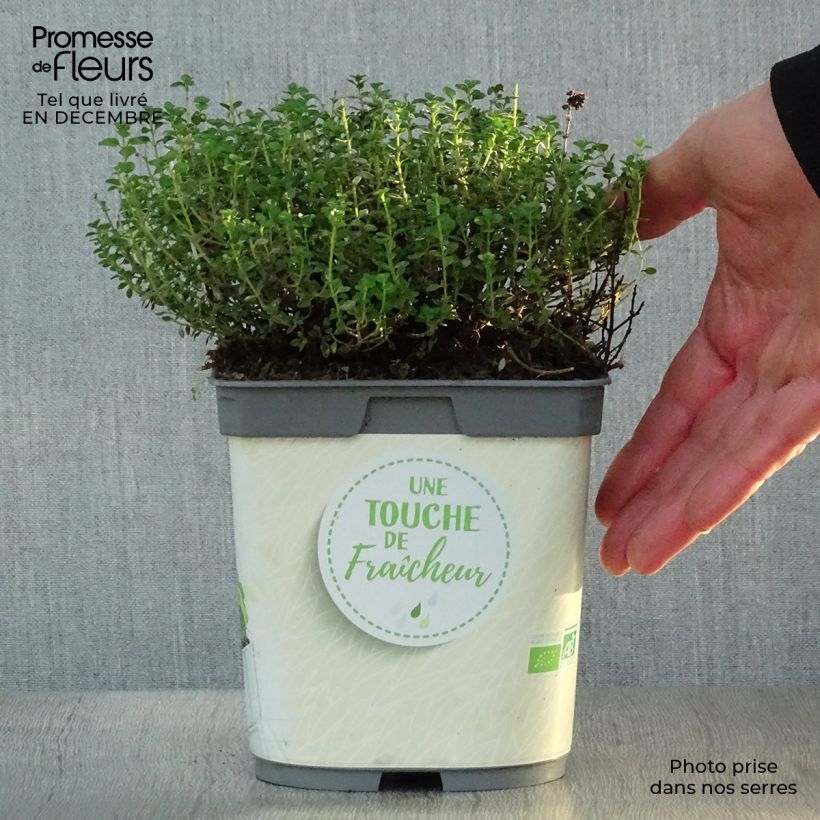 Tomillo limón Bio (2L) Maceta 2L/3L Ejemplar entregado en invierno
