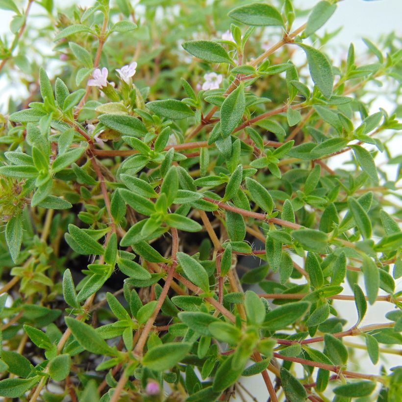Tomillo - Thymus herba-barona (Follaje)