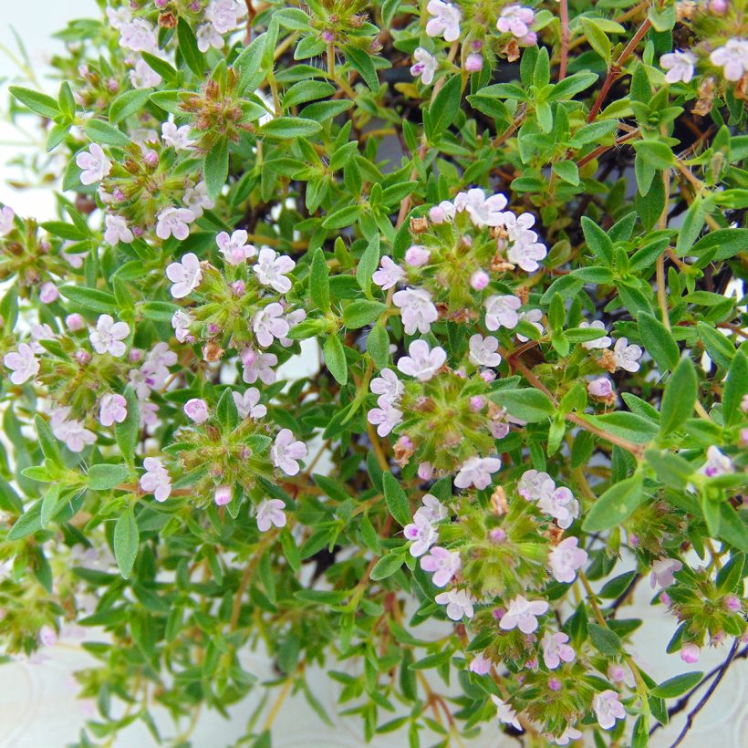 Tomillo - Thymus herba-barona (Floración)