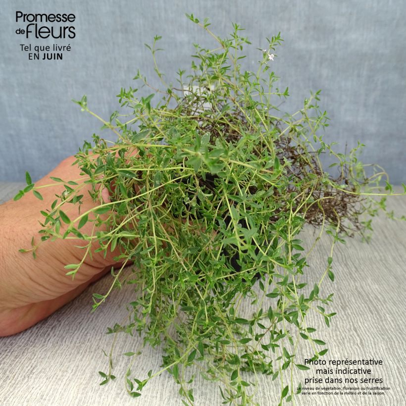 Ejemplar de Tomillo - Thymus herba-barona Maceta de 8/9 cm entregado en verano