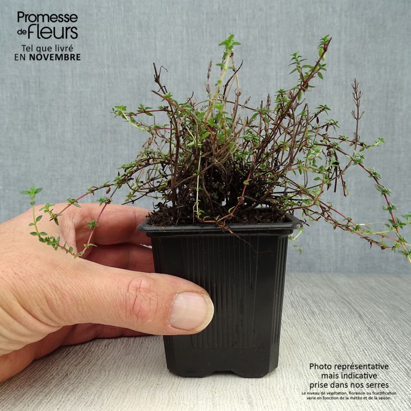 Ejemplar de Tomillo - Thymus herba-barona Maceta de 8/9 cm entregado en otoño