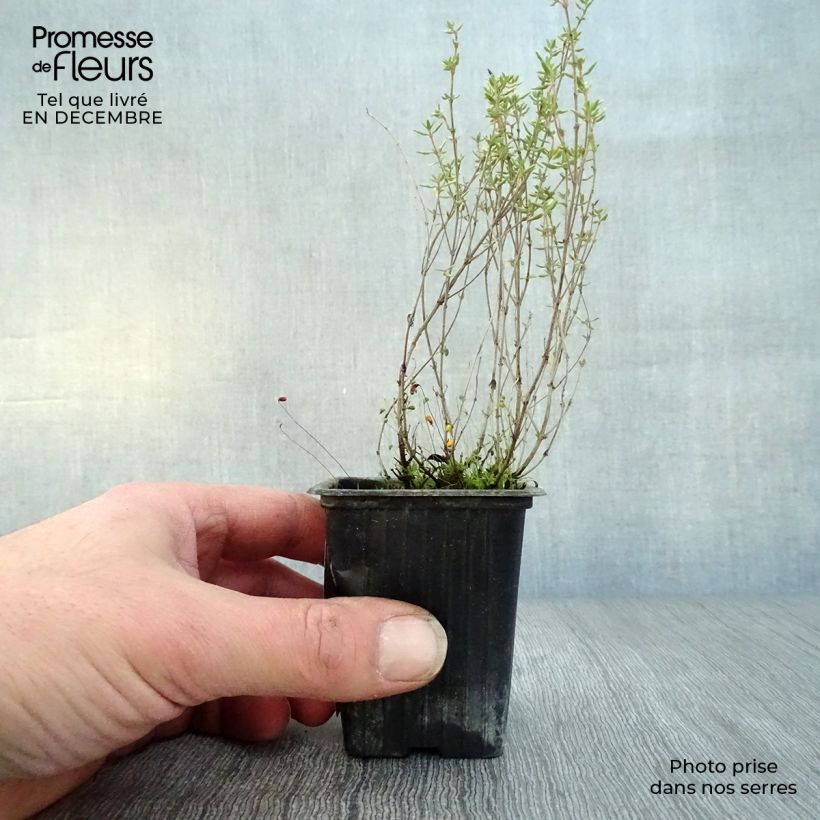 Tomillo de Provenza Maceta de 7/8 cm Ejemplar entregado en invierno