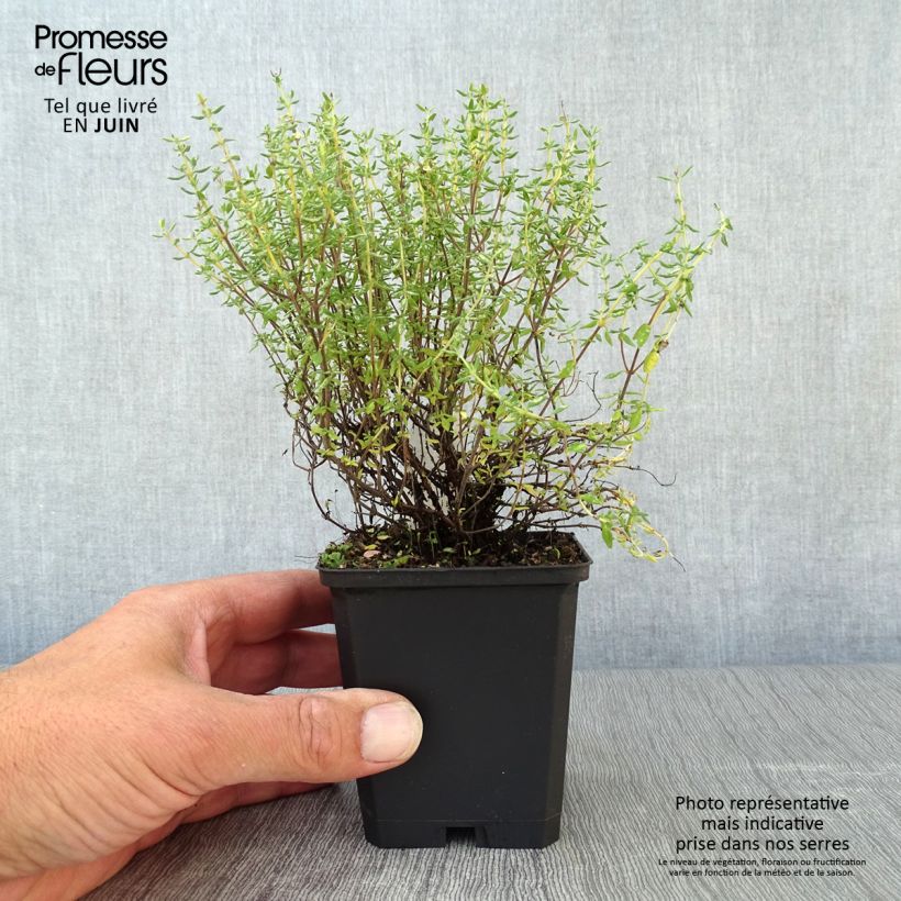 Ejemplar de Tomillo Compactus Maceta de 8/9 cm entregado en verano