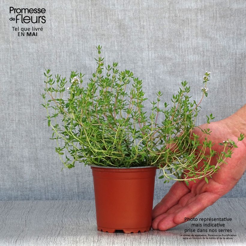 Tomillo - Thymus x faustinoi Maceta de 8/9 cm Ejemplar entregado en la primavera