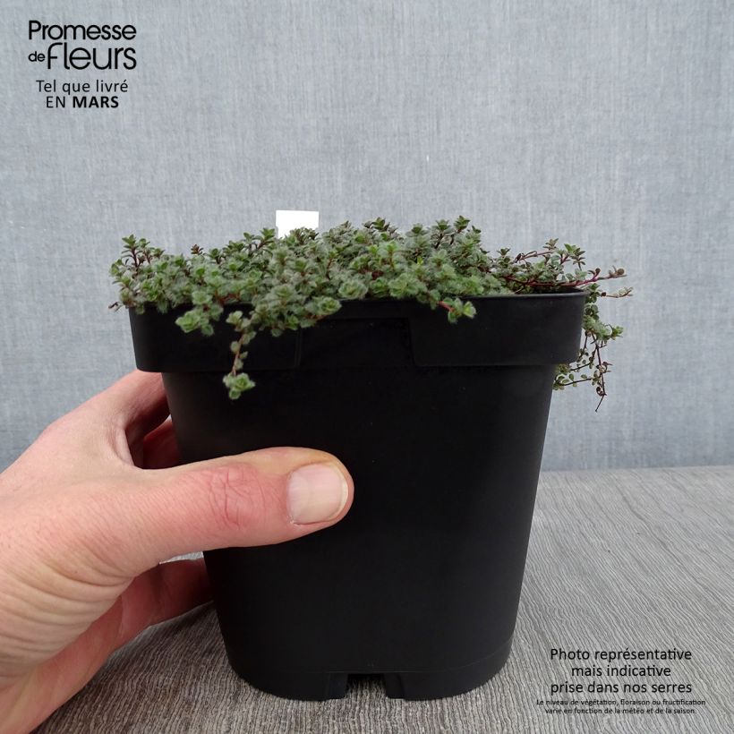 Tomillo - Thymus pseudolanuginosus Maceta 2L/3L Ejemplar entregado en invierno