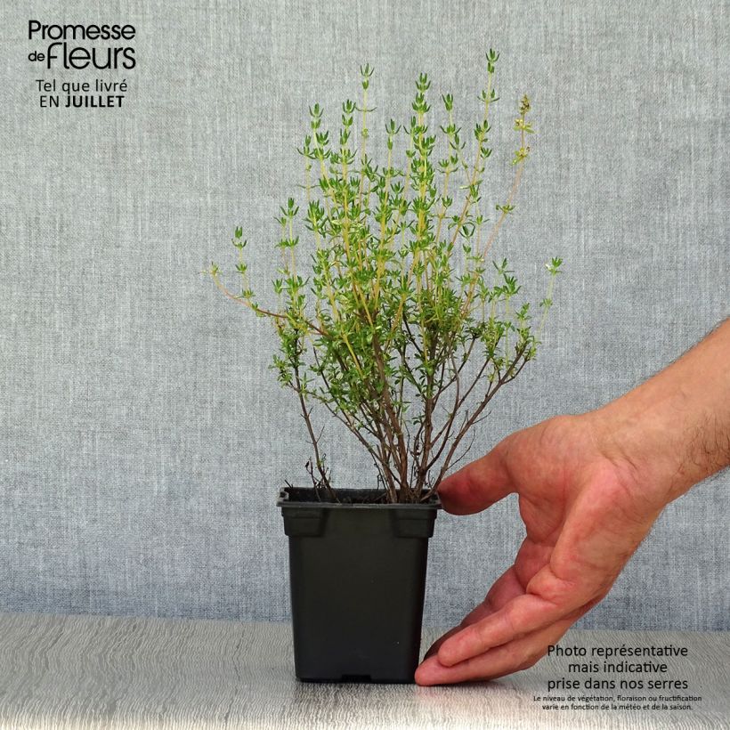 Ejemplar de Tomillo Bio - Thymus officinalis Maceta de 8/9 cm entregado en verano