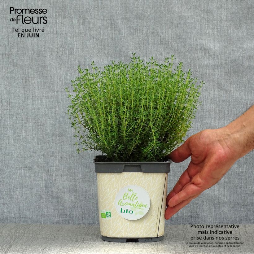 Ejemplar de Tomillo Bio (plantas) - Thymus officinalis Maceta 1L/1,5L entregado en verano