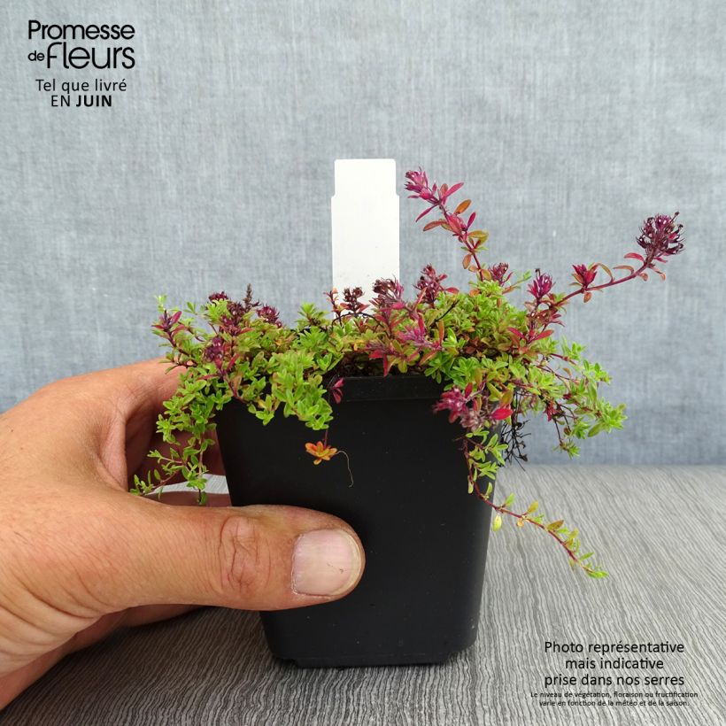 Ejemplar de Serpol serrano Coccineus Maceta de 8/9 cm entregado en verano