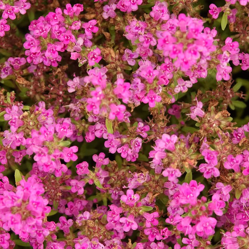 Serpol serrano Purple Beauty (Floración)