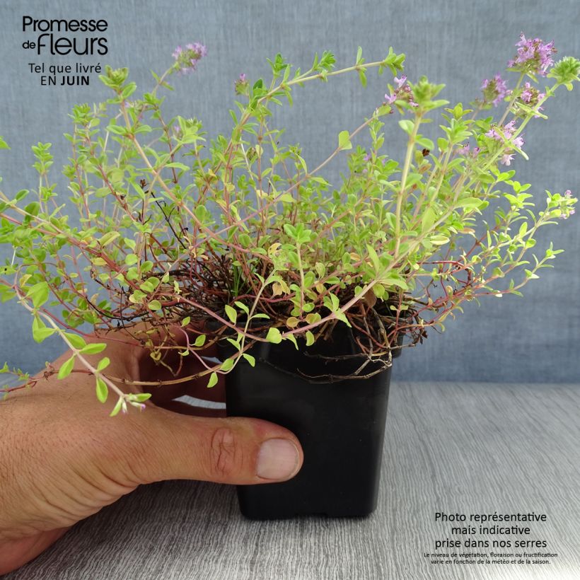 Ejemplar de Thymus serpyllum - Serpol Maceta de 7/8 cm entregado en verano