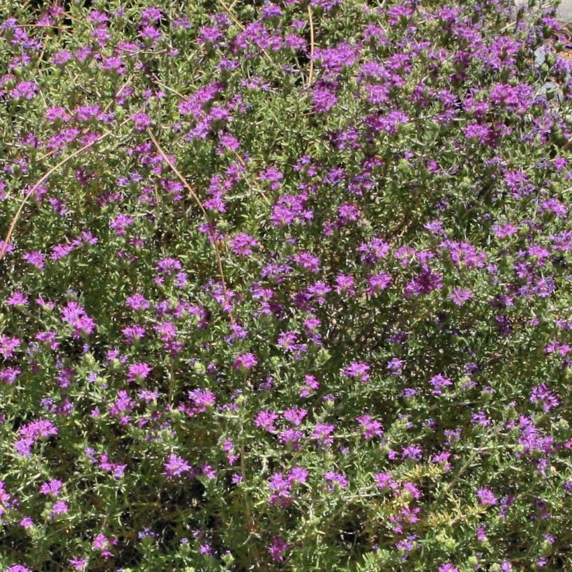 Tomillo andaluz - Thymus capitatus (Floración)