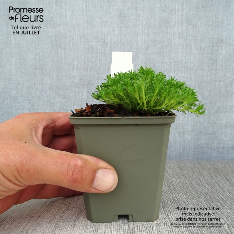 Ejemplar de Tomillo andaluz​ - Thymus capitatus Maceta de 8/9 cm entregado en verano