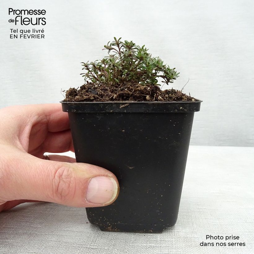 Tomillo andaluz​ - Thymus capitatus Maceta de 8/9 cm Ejemplar entregado en invierno