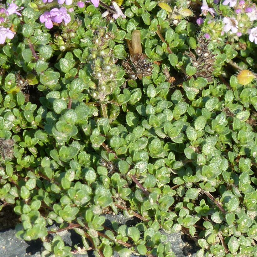 Tomillo - Thymus hirsutus (Follaje)