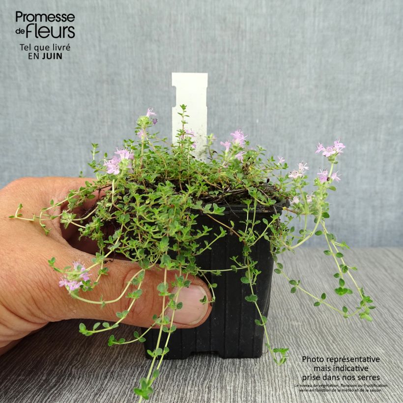 Ejemplar de Tomillo - Thymus hirsutus Maceta de 8/9 cm entregado en verano