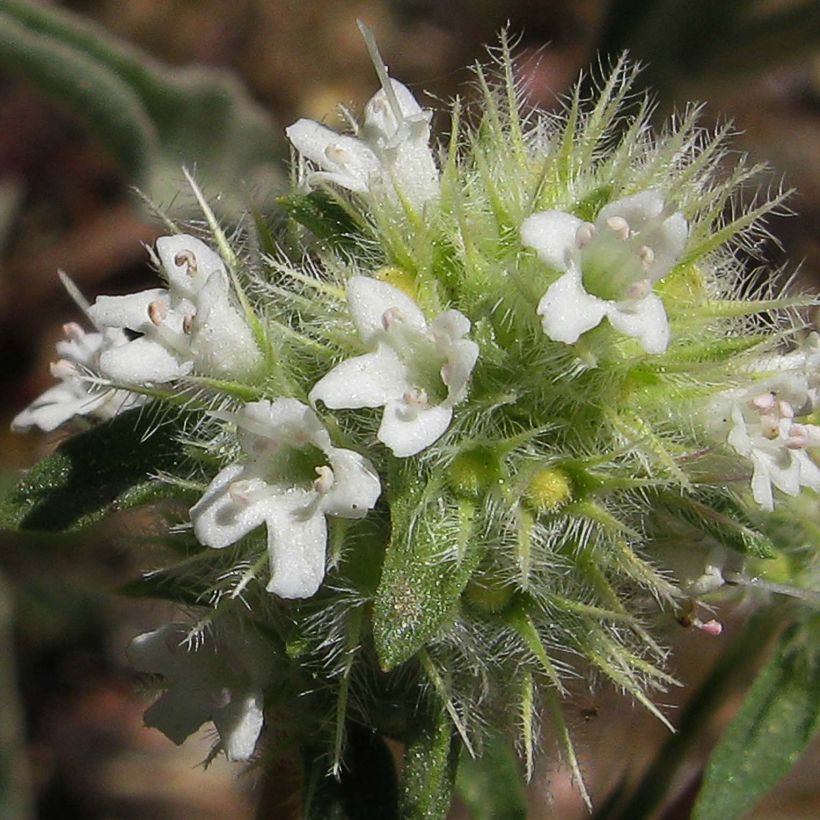 Tomillo - Thymus mastichina (Floración)
