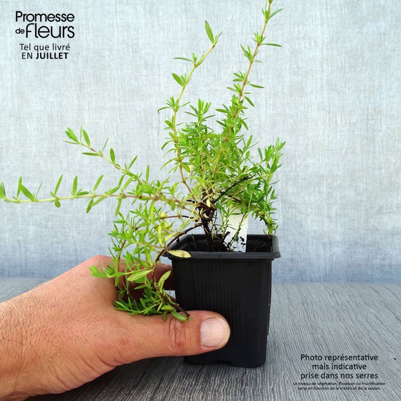 Ejemplar de Tomillo - Thymus nitens Maceta de 8/9 cm entregado en verano
