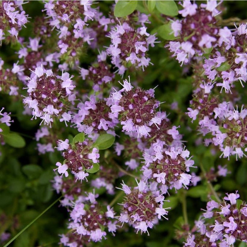 Tomillo - Thymus pulegioides Splendens (Floración)