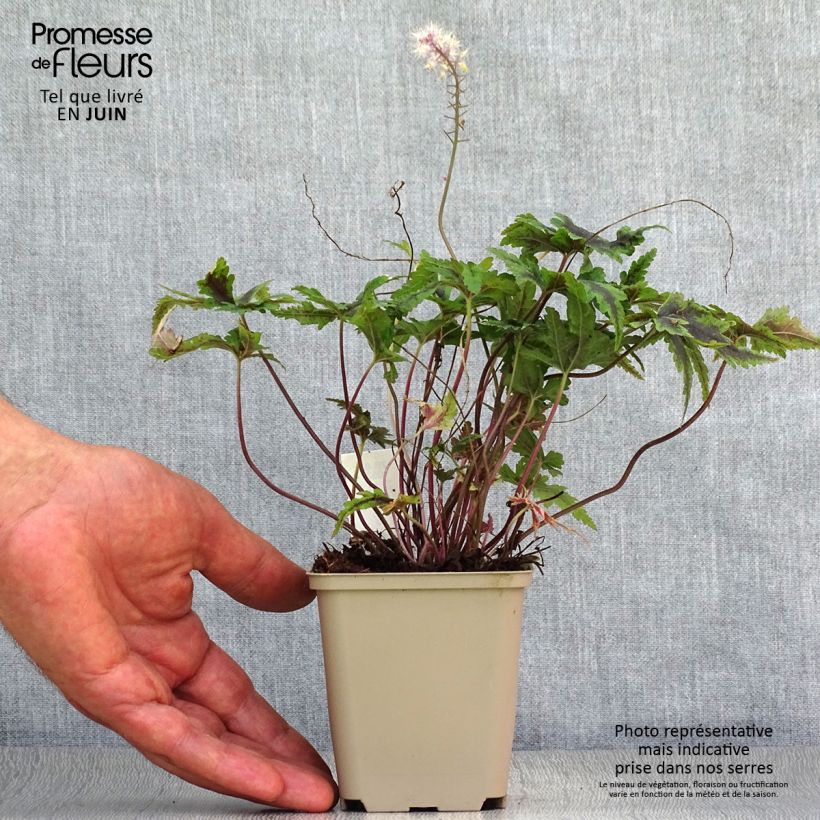 Ejemplar de Tiarella Angel Wings Maceta de 8/9 cm entregado en verano