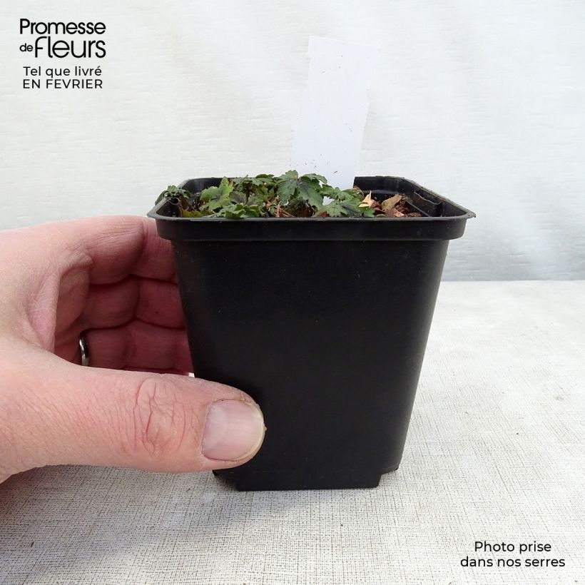 Tiarella Angel Wings Maceta de 8/9 cm Ejemplar entregado en invierno