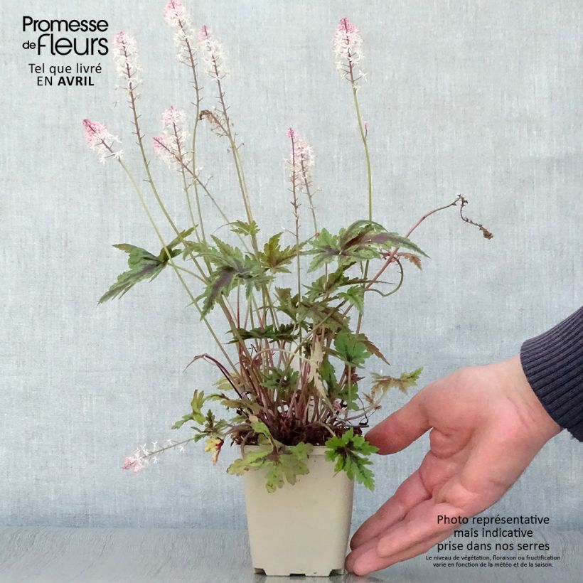 Tiarella Angel Wings Maceta de 8/9 cm Ejemplar entregado en la primavera