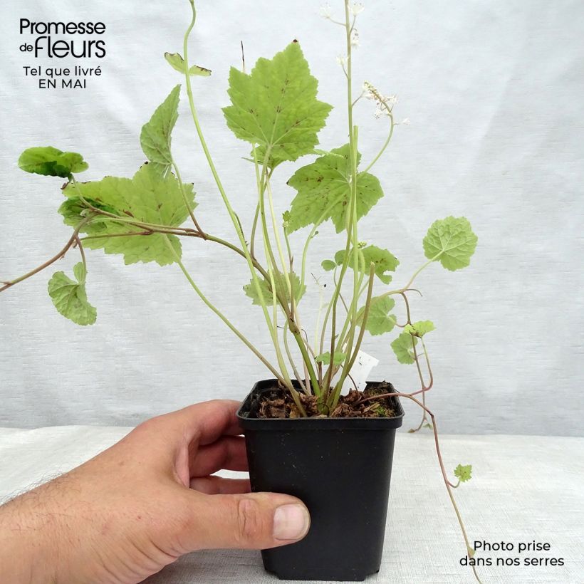 Tiarella cordifolia Appalachian Trail Maceta de 8/9 cm Ejemplar entregado en la primavera