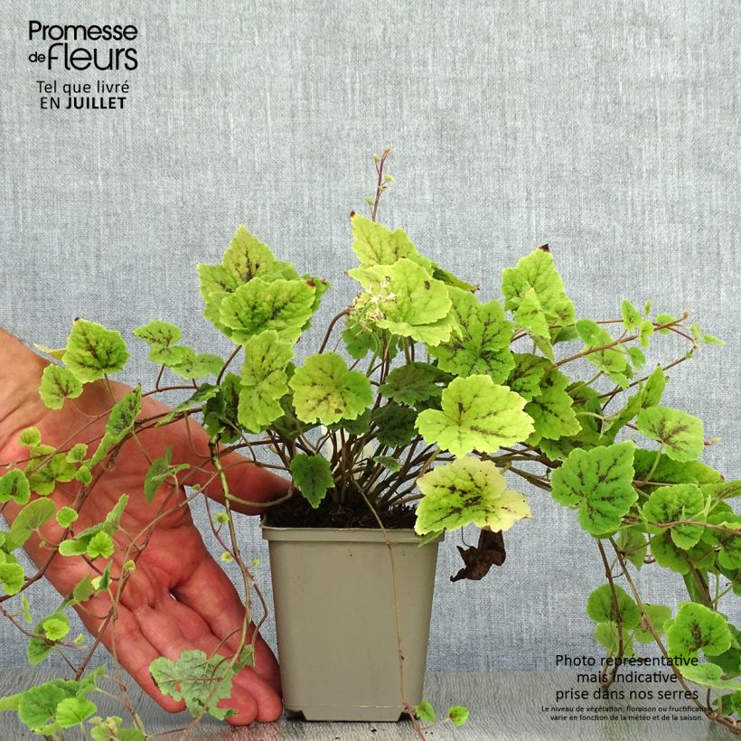 Ejemplar de Tiarella cordifolia Appalachian Trail Maceta de 8/9 cm entregado en verano